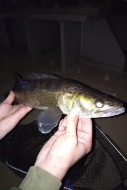 Lion Sports Onyx Dropshot -Beste Vistuig 4355