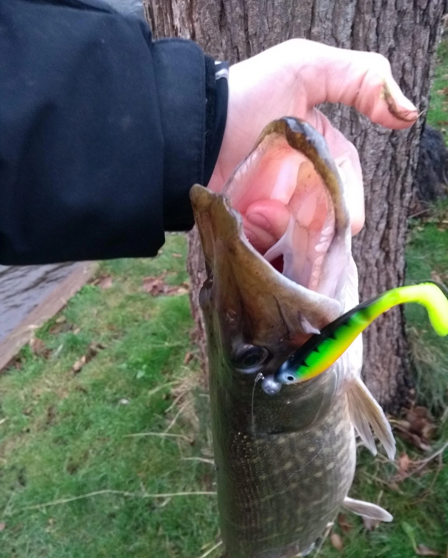 Abu Garcia Svartzonker McPerch Shad 9 Abu Garcia Svartzonker McPerch Shad - Afbeelding 7