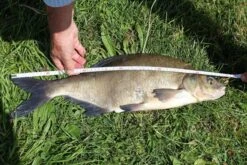 Berkley Whiplash Crystal 8 13 Berkley Whiplash Crystal 8 -Beste Vistuig 4867