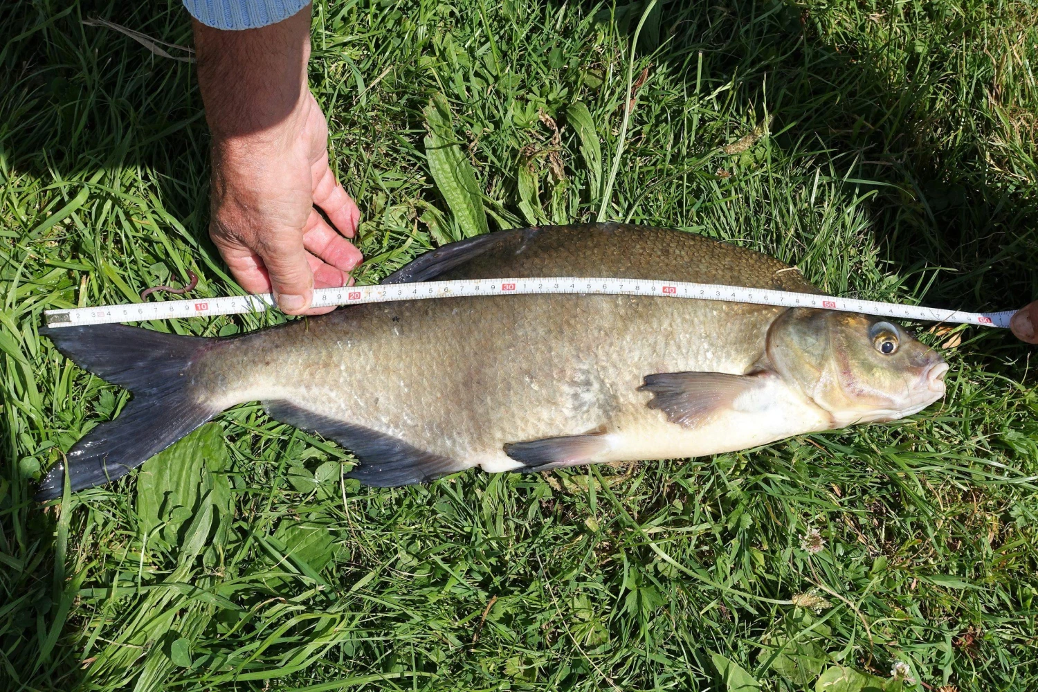 Berkley Whiplash Crystal 8 8 Berkley Whiplash Crystal 8 - Afbeelding 6