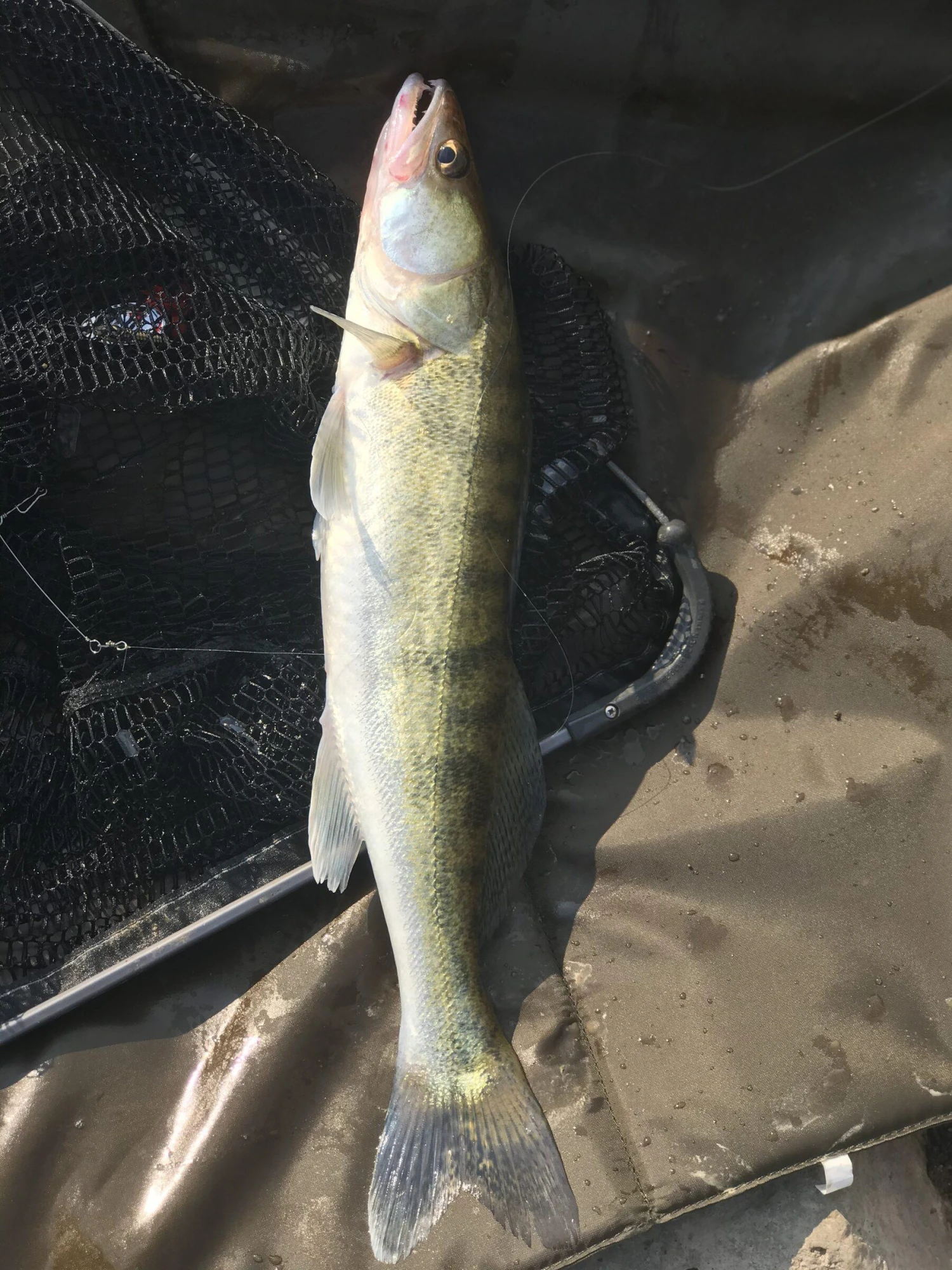 Gamakatsu Super G-Line 4 Gamakatsu Super G-Line - Afbeelding 2