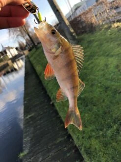 Savage Gear Rotex Spinner 5 Savage Gear Rotex Spinner -Beste Vistuig 6298