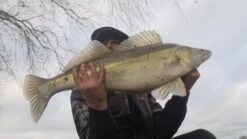 Abu Garcia Svartzonker McPerch Shad 13 Abu Garcia Svartzonker McPerch Shad -Beste Vistuig 6433