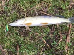 Berkley Whiplash Crystal 8 12 Berkley Whiplash Crystal 8 -Beste Vistuig 6564