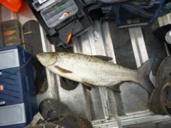 Berkley Fusion19 Treble 7 Berkley Fusion19 Treble -Beste Vistuig 6570