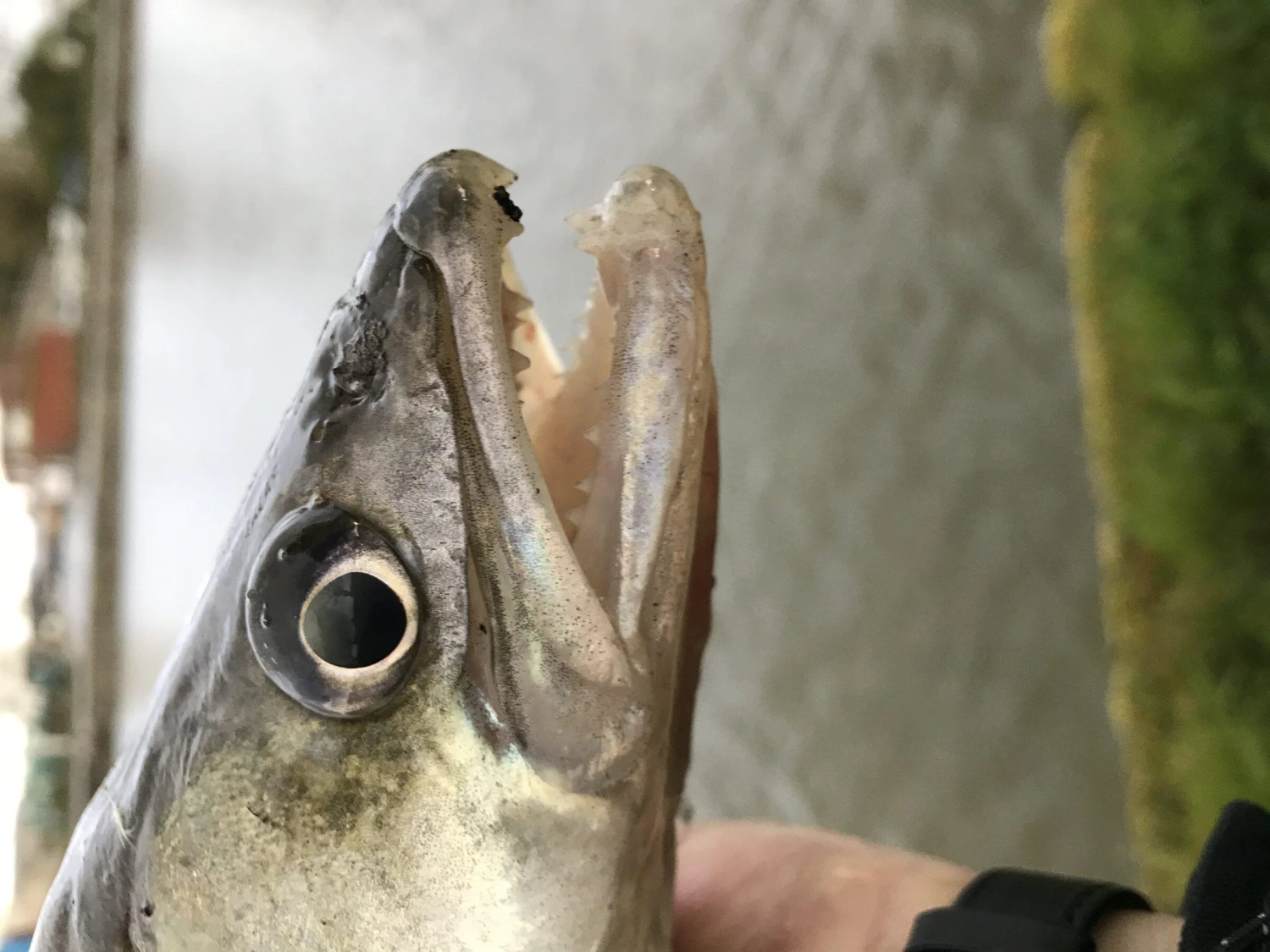 Abu Garcia Svartzonker McPerch Shad 6 Abu Garcia Svartzonker McPerch Shad - Afbeelding 4