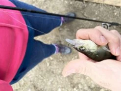 Korum Snapper Floatex Squirmz 7 Korum Snapper Floatex Squirmz -Beste Vistuig 7150 1